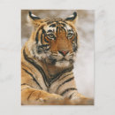 Buscar tigre de bengala real postales Amenazado