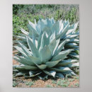 Buscar plantas suculentas posters Madre