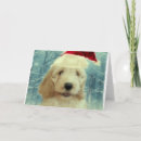 Buscar cockapoo tarjetas Perrito