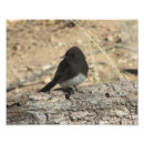 Buscar flycatcher posters Blanco