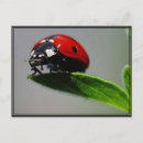 Buscar ladybugs fotografía Vida silvestre