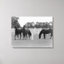Buscar caballo negro lienzos Animales