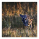 Buscar kenia fotografía Masai mara