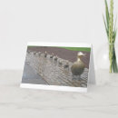 Buscar anadones tarjetas Boston