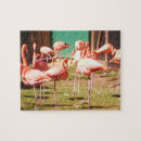 Buscar flamencos rosados puzzles Flamenco rosado