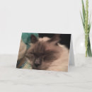 Buscar soñoliento tarjetas Gato