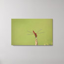 Buscar tallo lienzos Horizontal