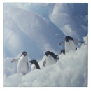 Buscar antartica azulejos Frío