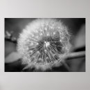 Buscar diente de león posters Blanco y negro