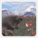 Buscar común pegatinas Animal