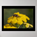 Buscar mosca de la mosca arte Insecto