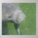 Buscar mamíferos marinos posters General y unisex