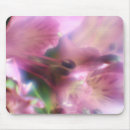 Buscar alstroemeria Planta