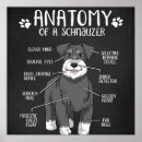 Buscar schnauzer miniatura posters Schnauzers