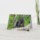 Buscar gorilla tarjetas Primate