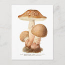 Buscar amanita postales Setas