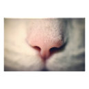 Buscar nariz arte 9 º gata