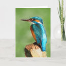 Buscar martín pescador tarjetas Fauna