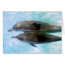 Buscar hilandero Hawaii