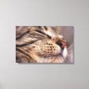 Buscar tabby lienzos Al aire libre