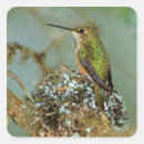 Buscar colibrí verde pegatinas Fauna