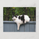 Buscar gato gordo postales Gatito
