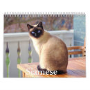 Buscar gatos siameses Siamés