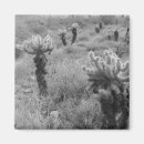 Buscar desierto imanes Cactus