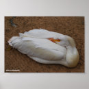 Buscar pelícanos blancos posters Animales