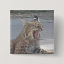 Buscar gato cuadrados pins Amigos