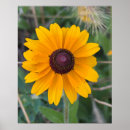 Buscar susan posters Floral