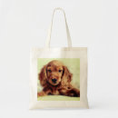 Buscar trineo bolsos Perro