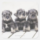 Buscar perro schnauzer pegatinas Animal