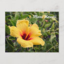 Buscar hibiscus postales Amarillo