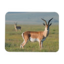 Buscar ngorongoro imanes Animal
