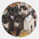 Buscar animales domésticos mascotas pegatinas Gato