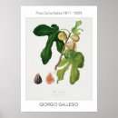 Buscar higos posters Vintage
