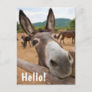 Buscar burro divertido postales Saludo