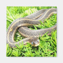 Buscar serpiente fotografía Salvaje