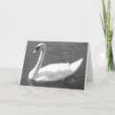 Buscar cisnes blancos tarjetas Naturaleza