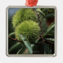 Buscar castaña adornos Primer