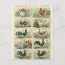 Buscar gallo y gallina postales Huevos