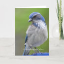 Buscar pájaros azules tarjetas Animales