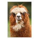 Buscar alpaca fotografía Divertido