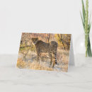 Buscar guepardo tarjetas Animales salvajes
