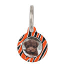 Buscar tigre mascotas Naranja