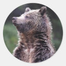Buscar oso grizzly pegatinas Fauna