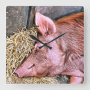 Buscar cochinillo posters Animales de granja
