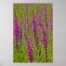 Buscar humedal posters Planta