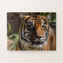 Buscar cara del tigre puzzles Animal